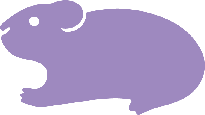 Cochon d'Inde