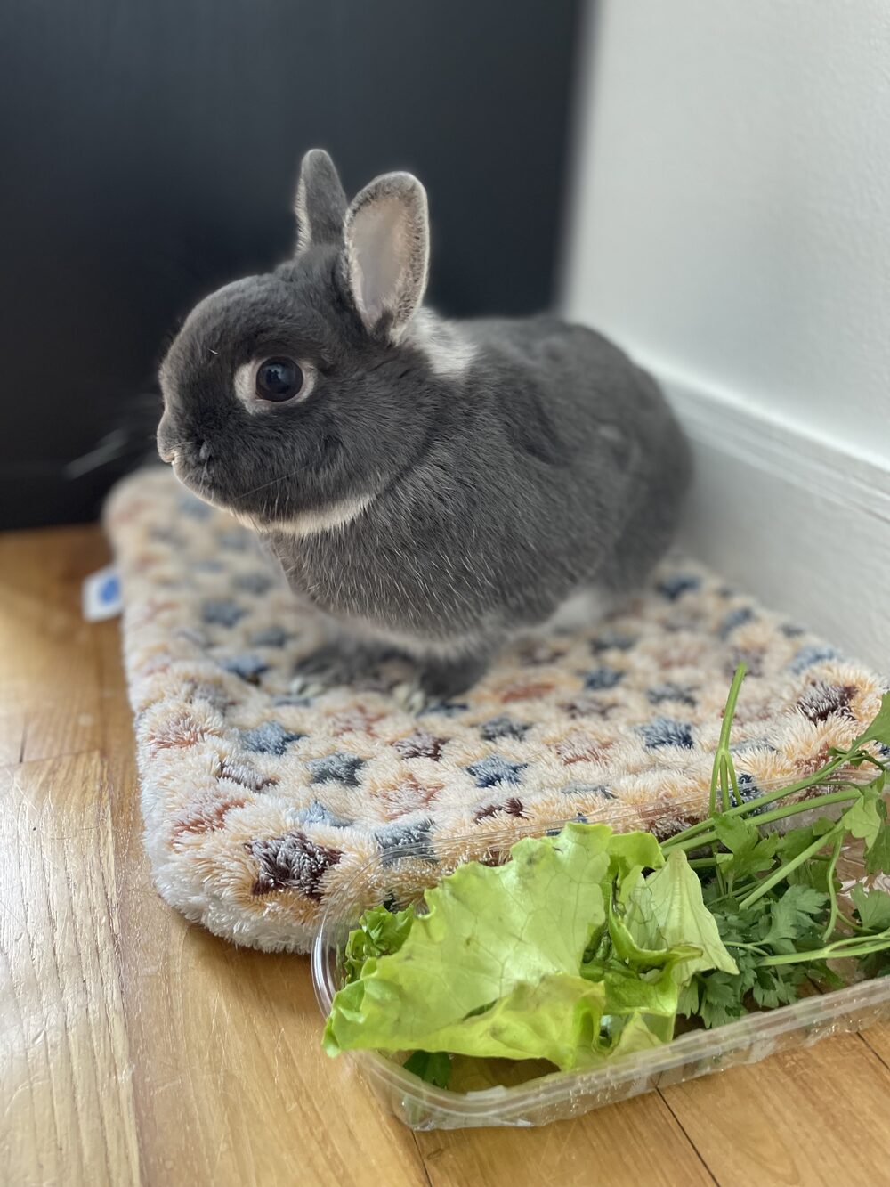 Lapin pensionnaire de Zen NAC installé sur son tapis, avec ses légumes frais